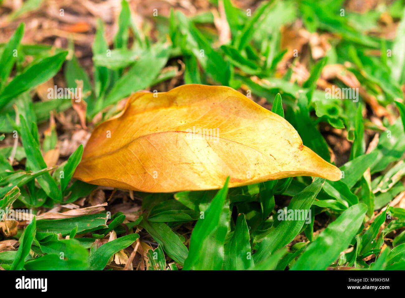 Feuille d'isoler sur ton jaune dans blackground spécial printemps,sumer/vue d'en haut, des coûts techniques. Banque D'Images