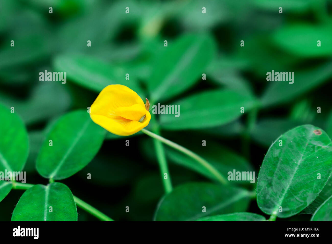 Belle floraison de fleurs jaunes Haricots Pinto sur le terrain Banque D'Images