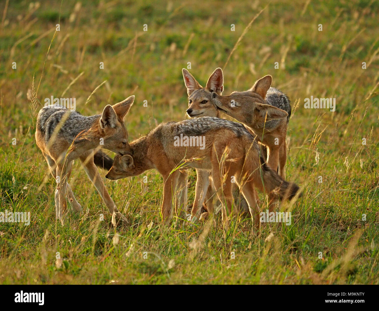 Famille chacal à dos noir (Canis mesomelas) toilettage mutuel en contact-bonding rituels avant la chasse sur les plaines de Masai Mara, Kenya, Afrique Banque D'Images