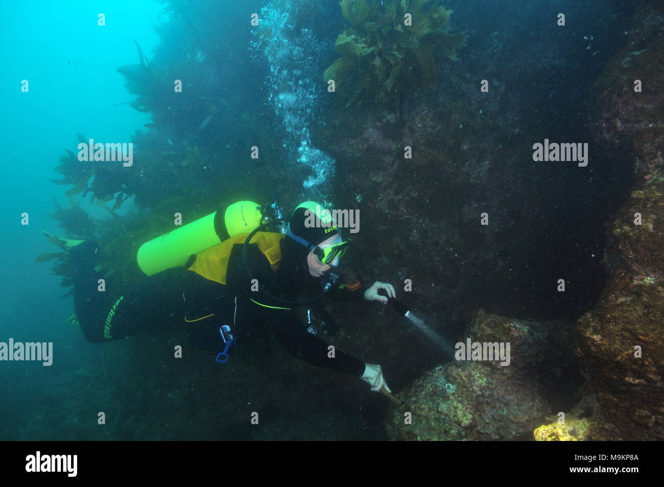 Scuba Diver planer à côté de mur couvert de varech à l'aide de torche lumineuse à la recherche de petits insectes. Banque D'Images