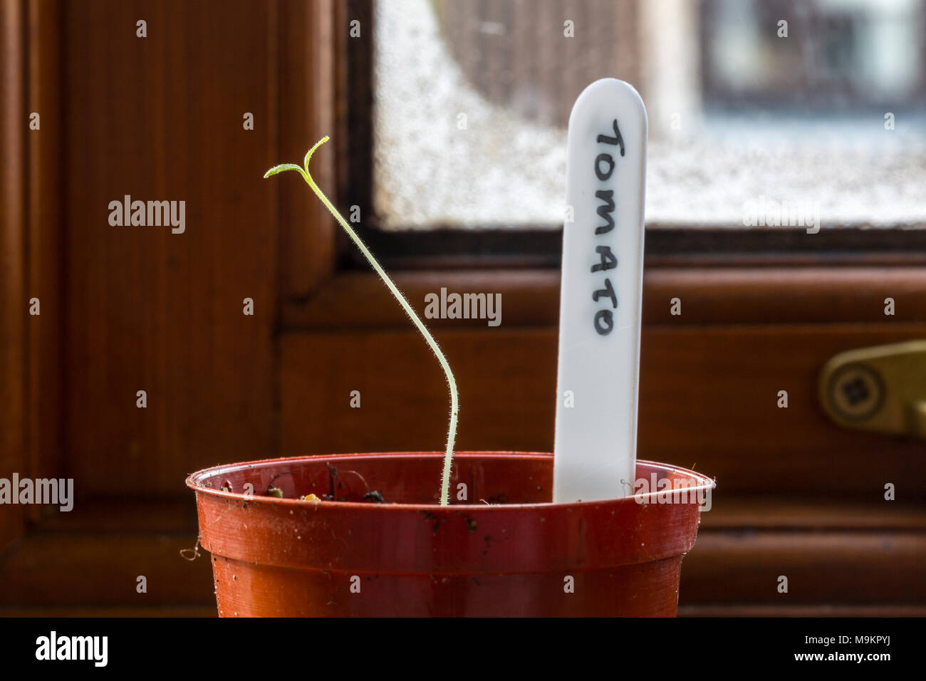 Semis de tomate poussant dans un pot sur un rebord de fenêtre. S'orienter vers la lumière. Banque D'Images