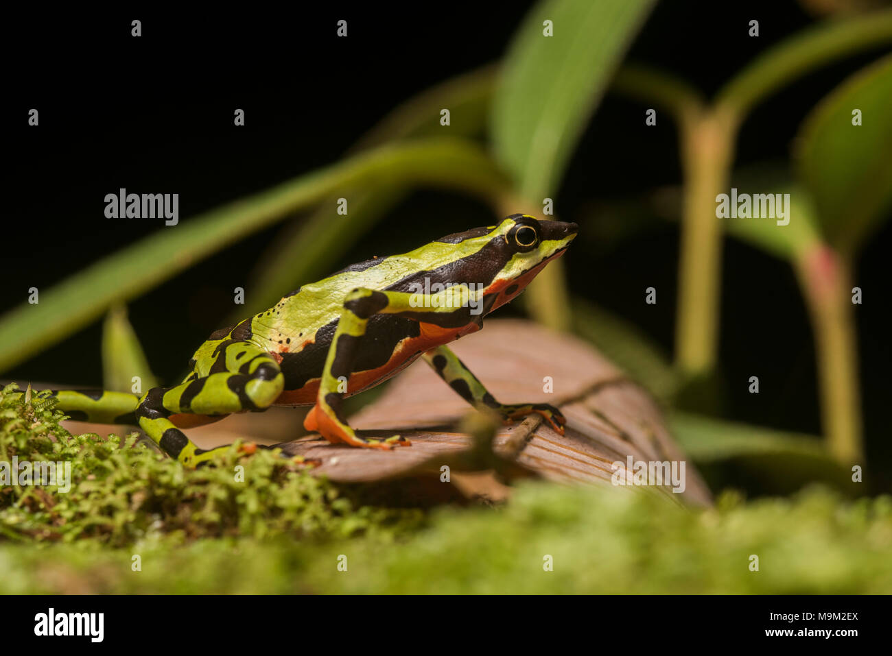 Atelopus pulcher, une femme en danger critique d'un crapaud stubfoot endémique au Pérou. Cette espèce est en danger de disparition et les populations ont diminué. Banque D'Images