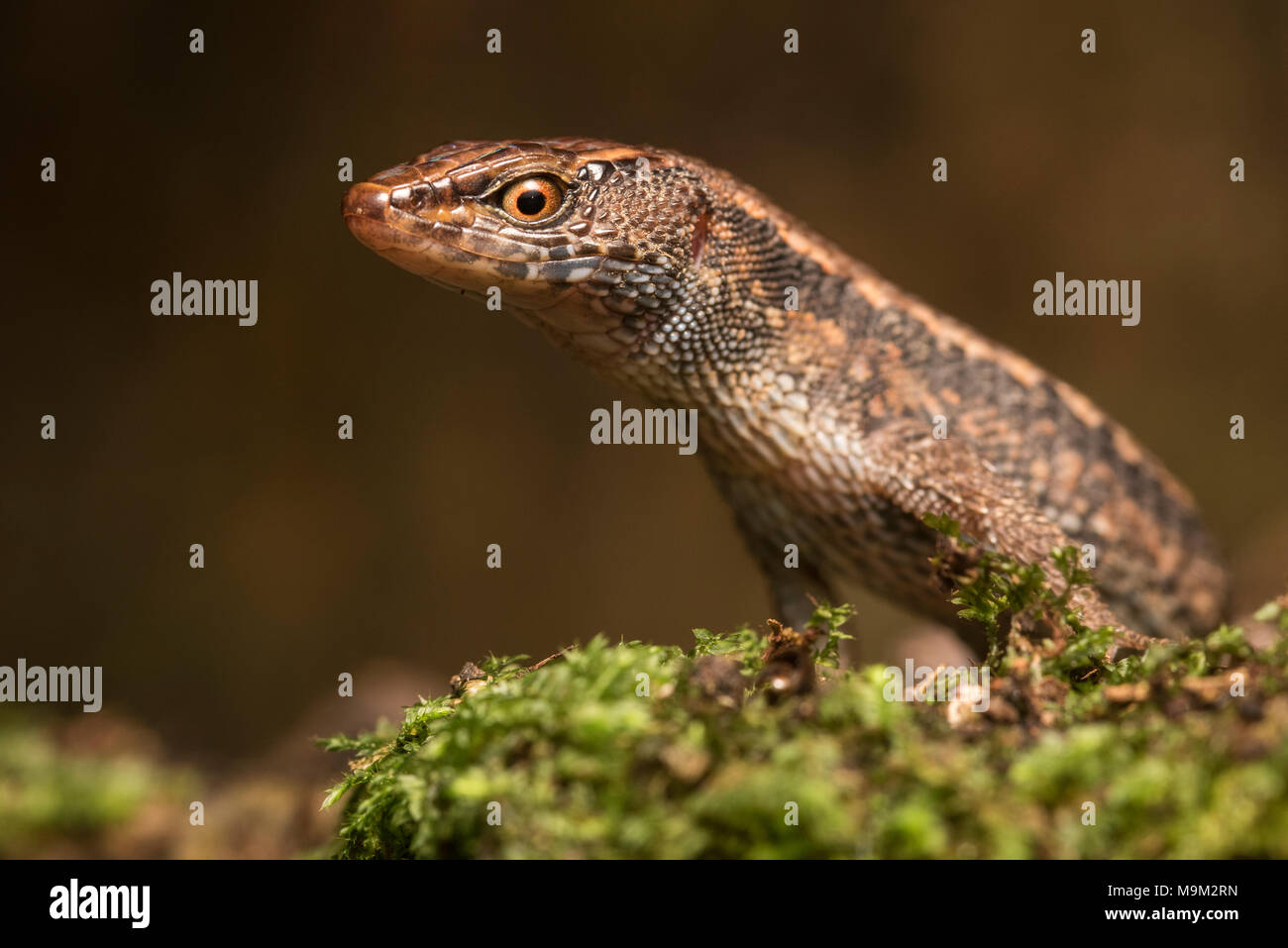 Un petit lézard (Aloploglossus atriventris) depuis le sol de la jungle péruvienne. Cette famille de lézards est connu comme microteiids. Banque D'Images