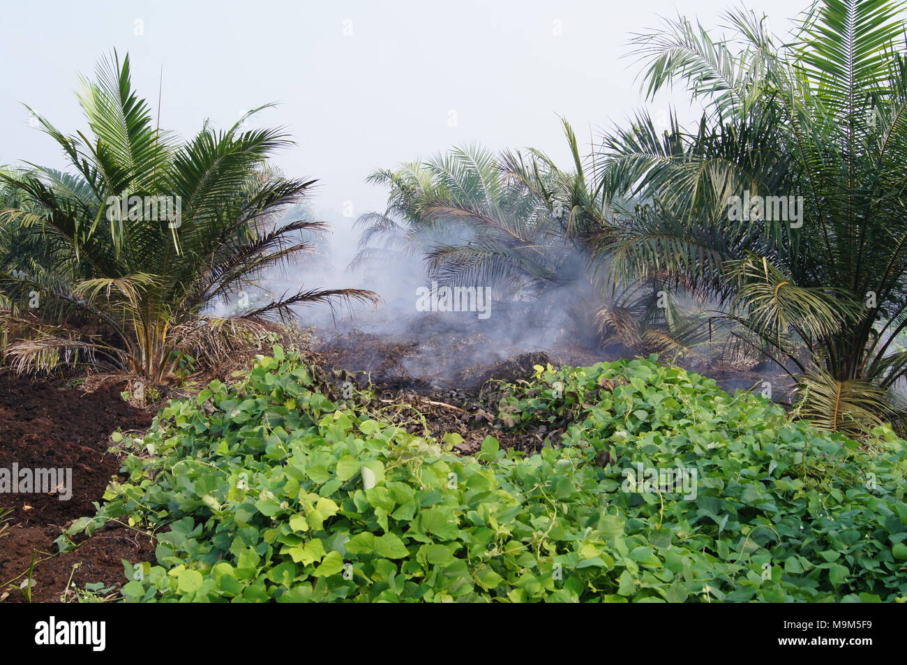 Industries de l'huile de palme pour l'alimentation et de gagner Banque D'Images