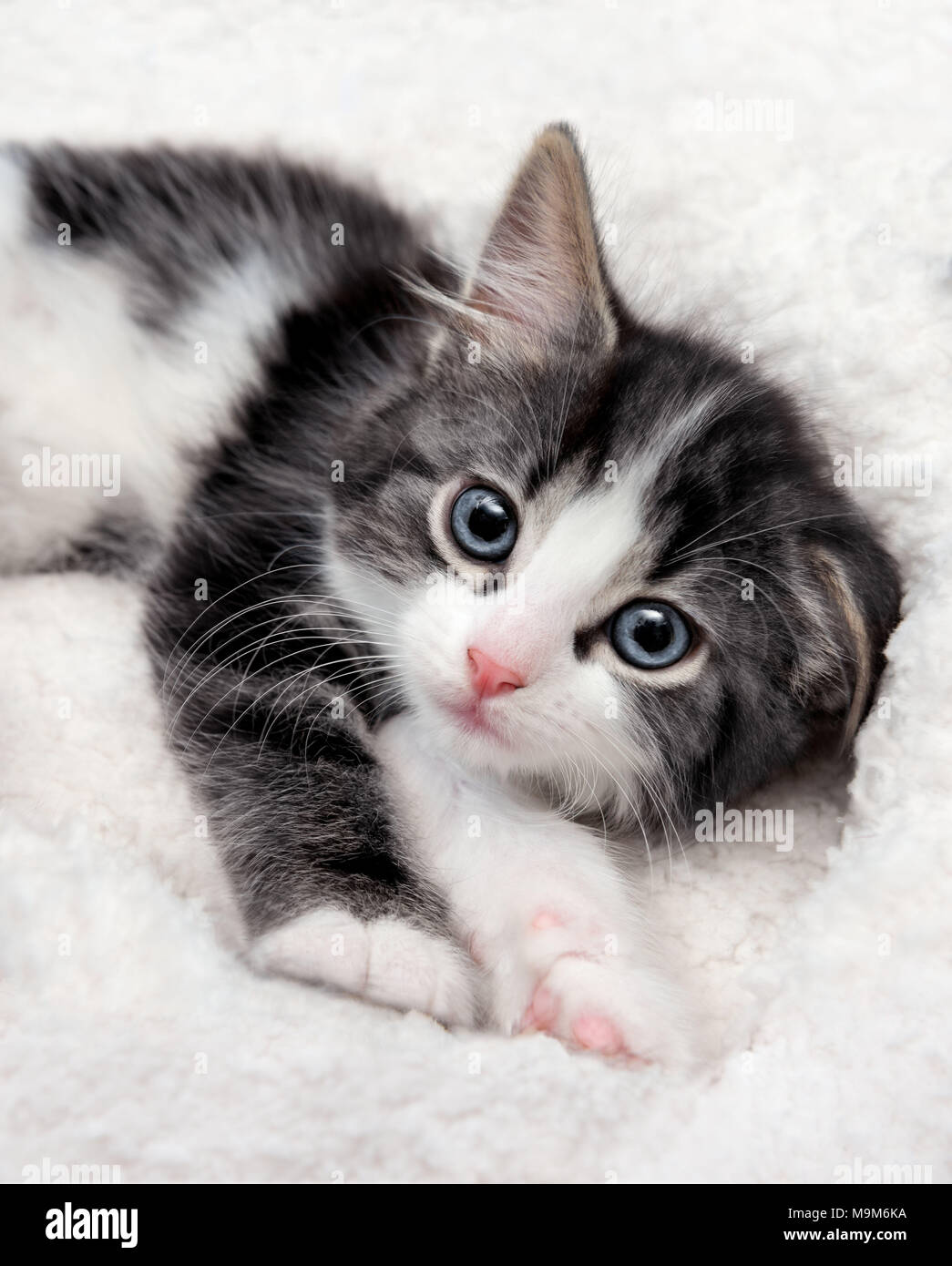Libre de sleepy chaton aux yeux bleus dans un lit moelleux Banque D'Images