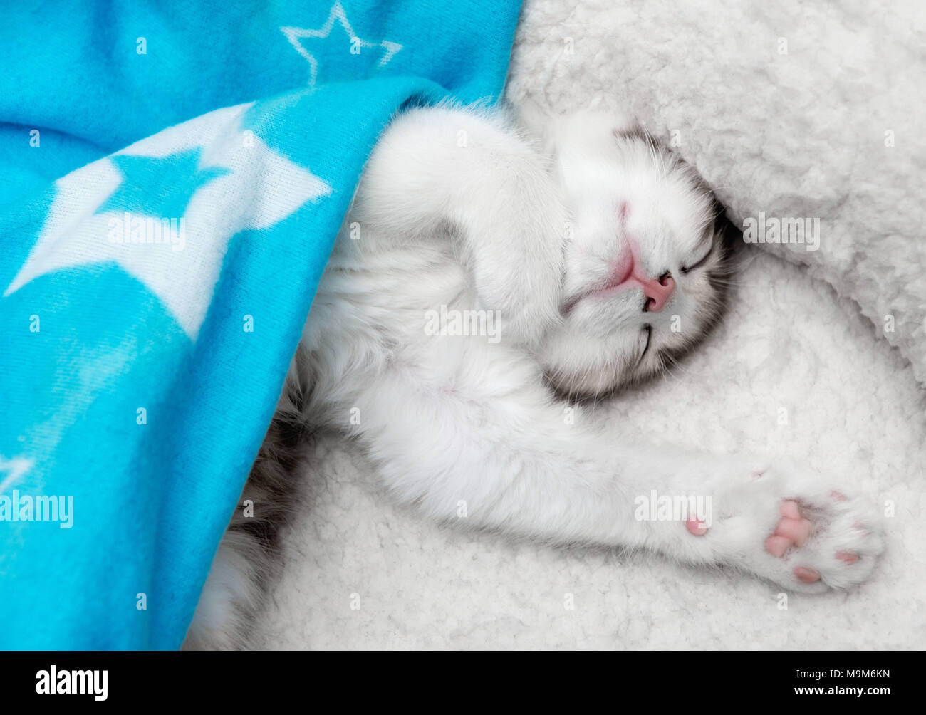Seul chaton mignon bébé fatigué dormir sous une couverture à l'envers Banque D'Images