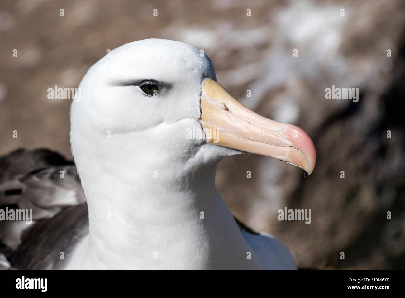 Albatros à sourcils noirs Thalassarche melanophrism dans adultes colonie de reproduction, West Point Island, Îles Falkland Banque D'Images