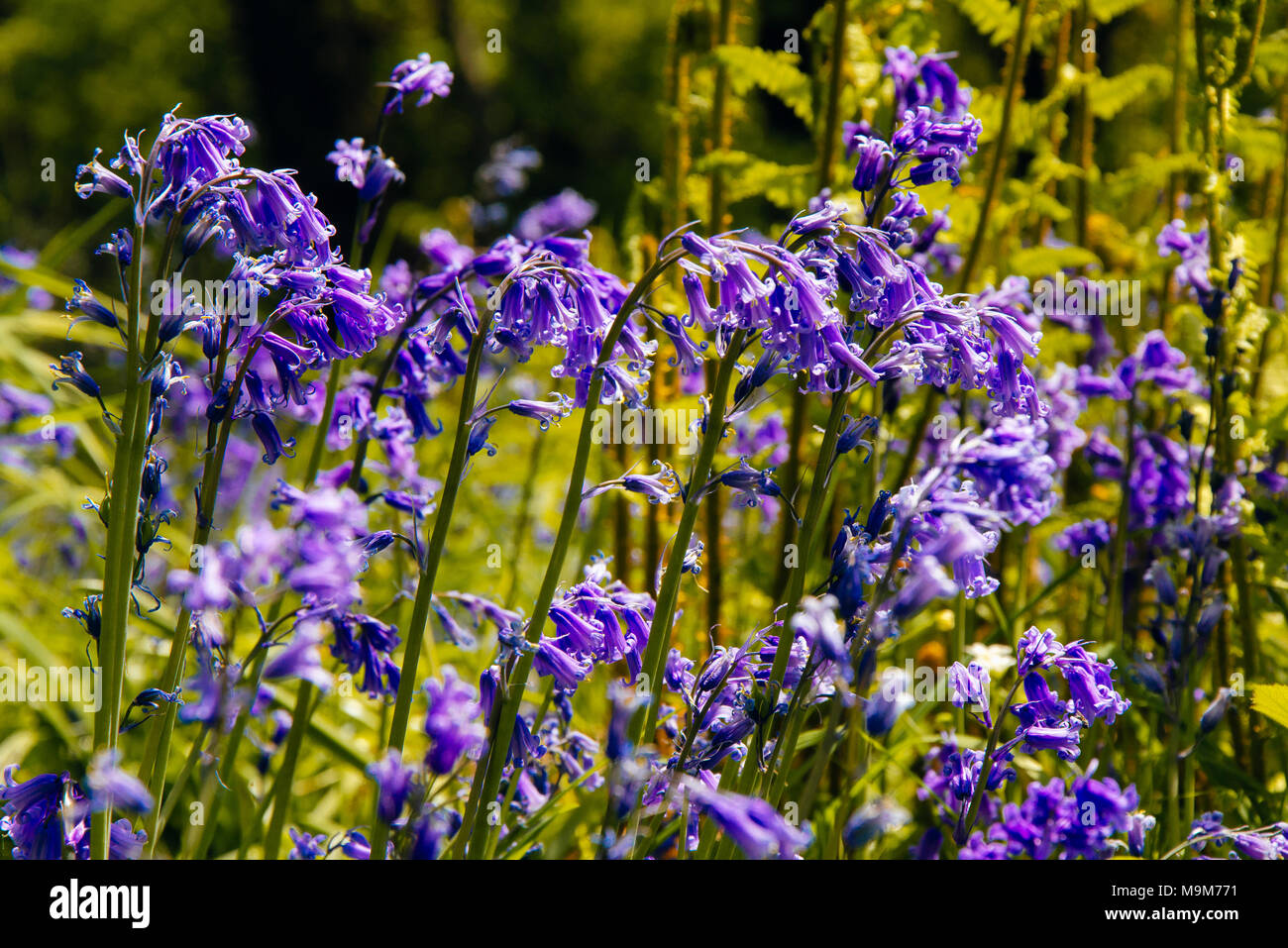 Jacinthes en bois, Lancashire du Nord Banque D'Images