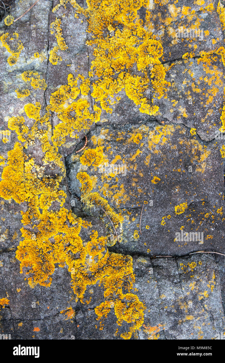 Le lichen poussant sur des rochers de Bruny Island, Tasmanie, Australie Banque D'Images