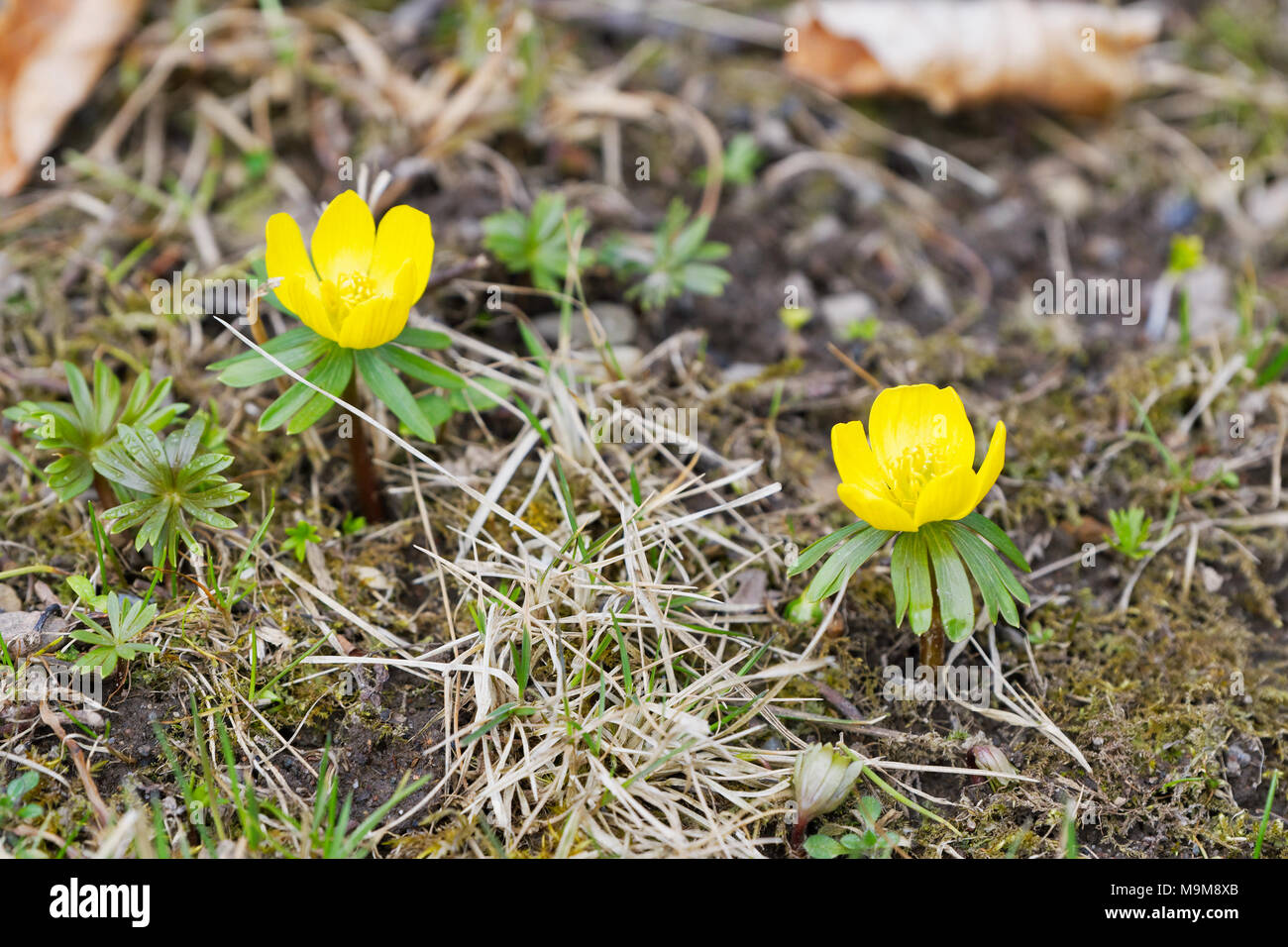 Aconit d'hiver sauvages (Eranthis hyemalis), macro shot Banque D'Images