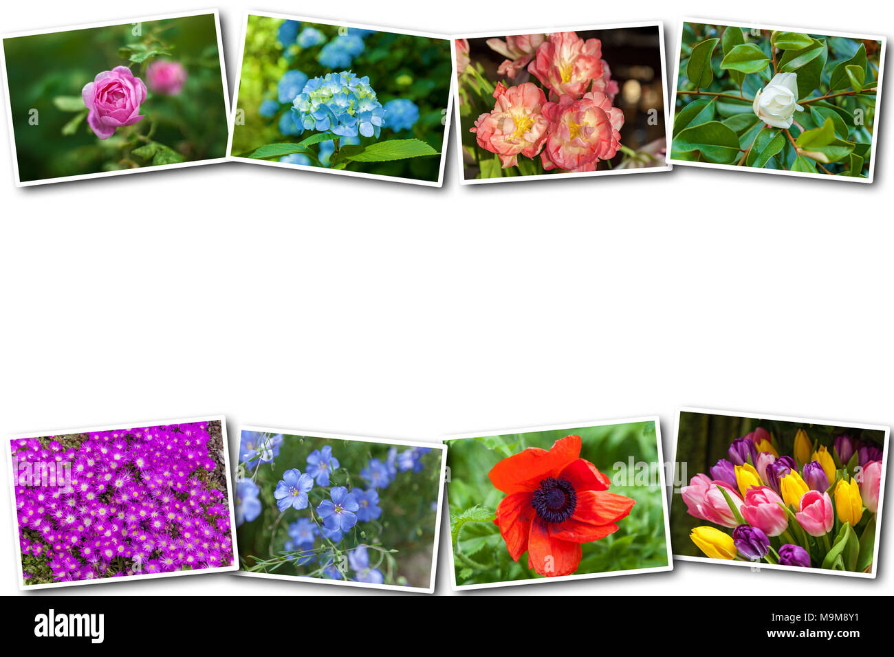 Collage sur fond blanc fleurs de différentes espèces de différentes saisons sur un fond blanc collage Banque D'Images
