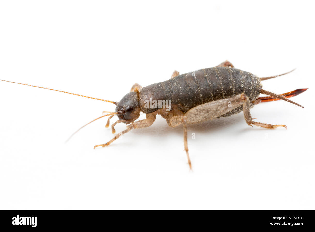 Une femme Pseudomogoplistes vicentae écailleuse, Cricket, trouvé sur la plage de Chesil Dorset England UK GO sur un fond blanc Banque D'Images