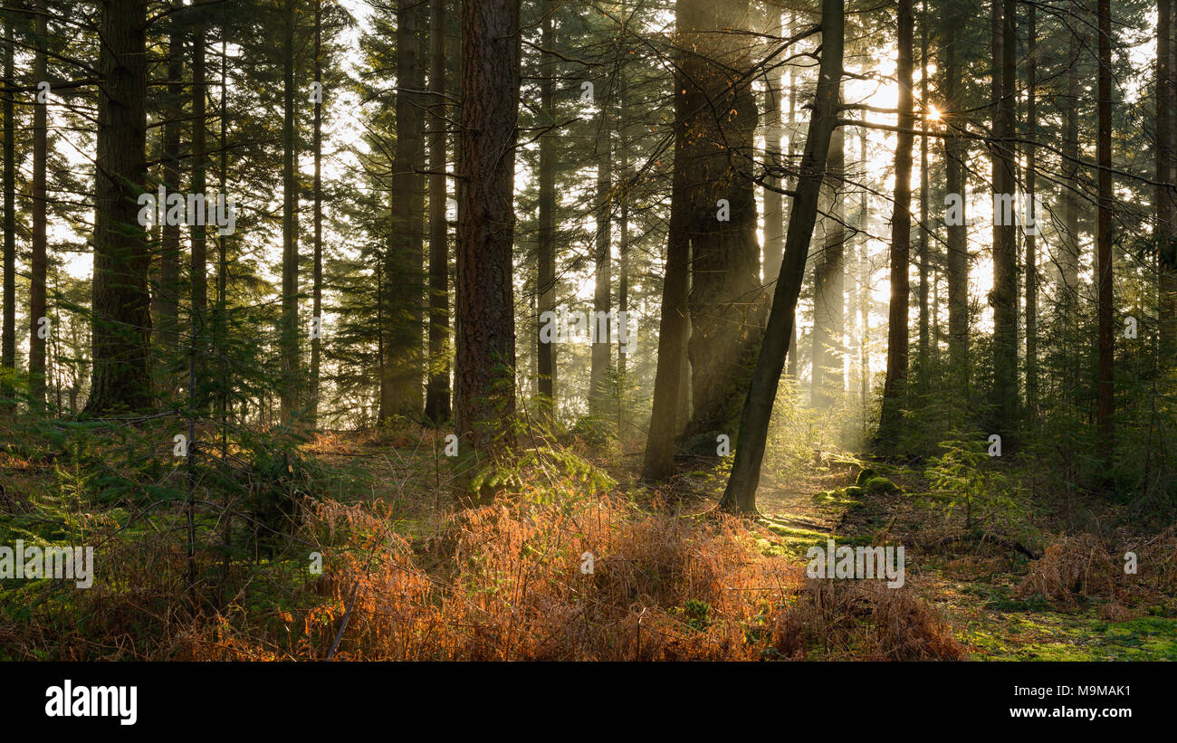 Filtrage de la lumière du soleil tôt le matin, c'est manière à travers les arbres dans l'Arboretum de Bolderwood partie de la New Forest dans le Hampshire. Banque D'Images