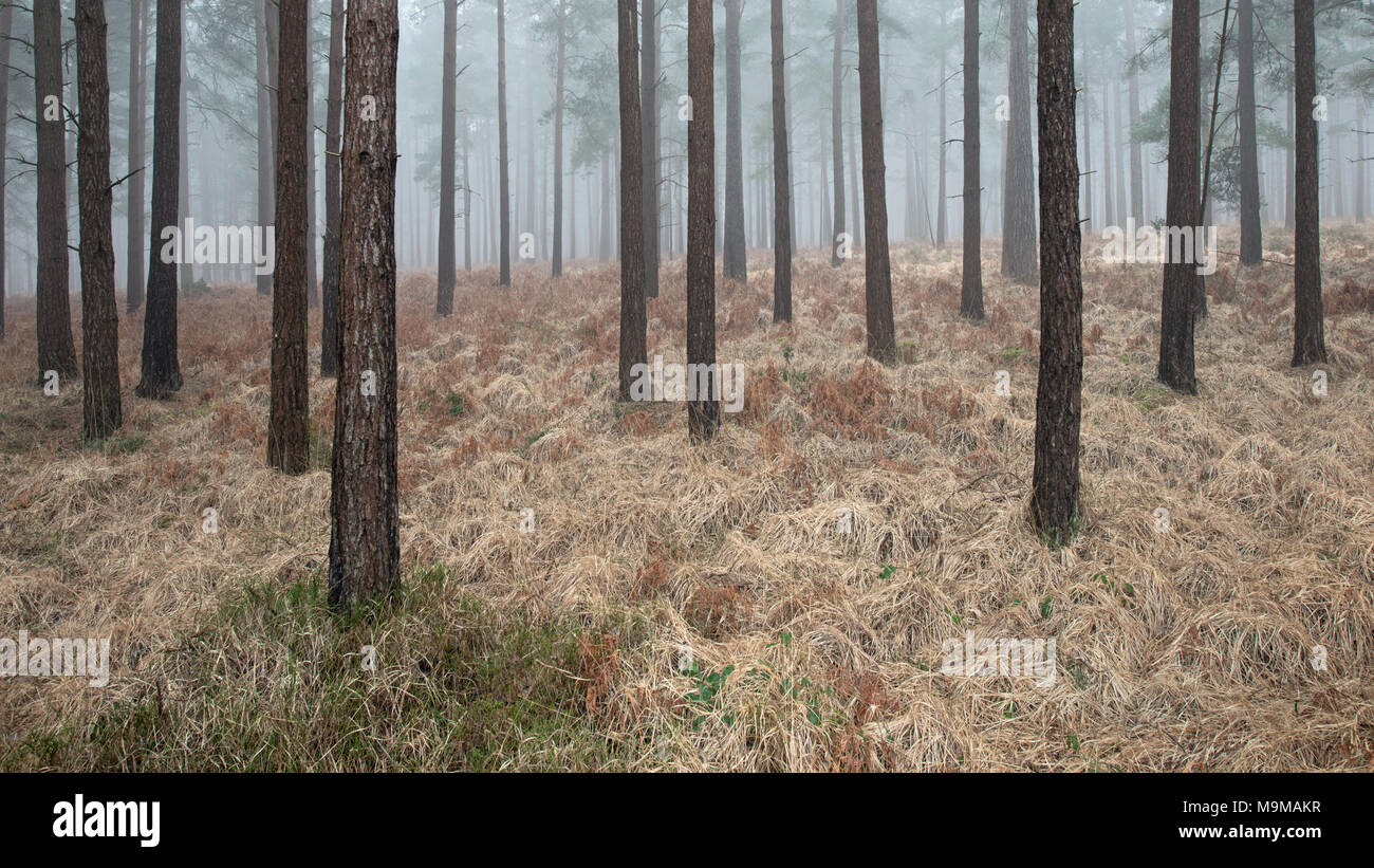 Un petit patch d'herbe a survécu à l'hiver autour de la base de l'arbre à l'intérieur de l'enceinte Bratley New Forest, Hampshire. Un épais brouillard qui a fil Banque D'Images