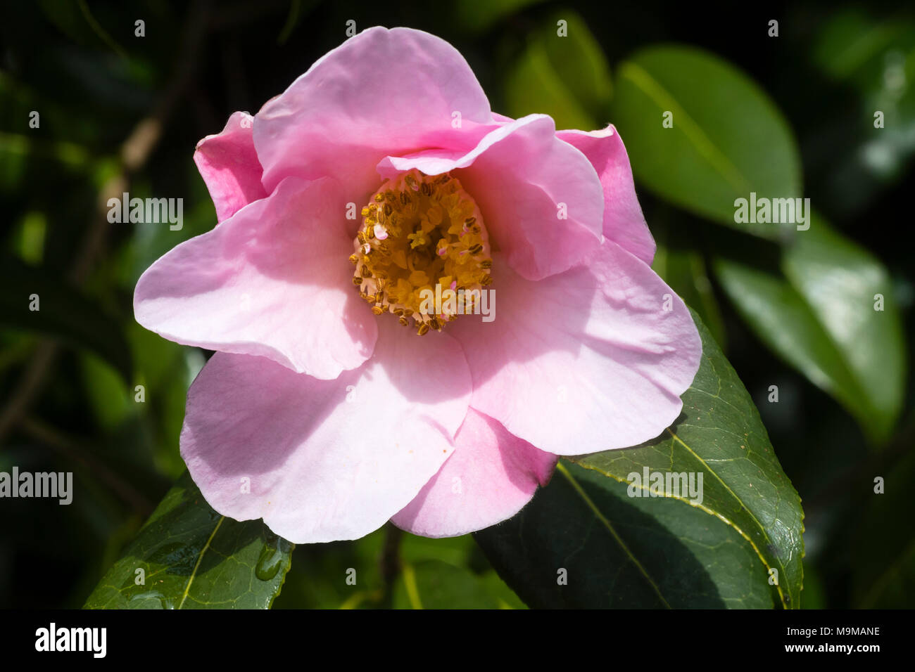 Fleur simple de l'arbuste rustique, Camellia x williamsii J C 'Williams' Banque D'Images