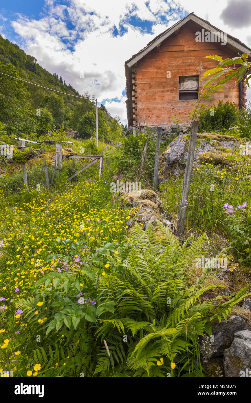 Refuge de montagne et vert pré des fleurs, de la Norvège, de paysage de cascade Feigumfossen Banque D'Images