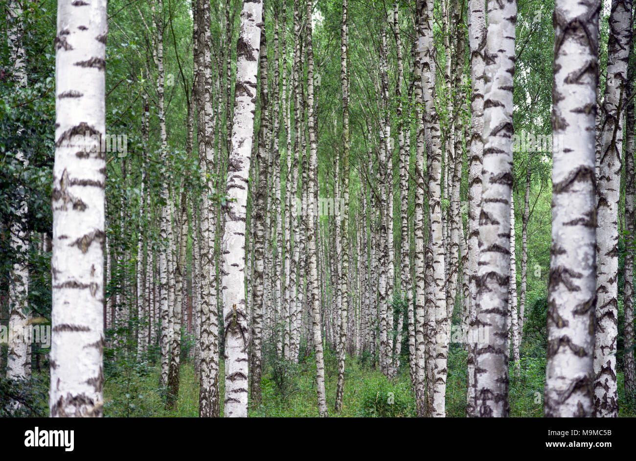 Forêt de bouleaux betula arrière-plan. Banque D'Images