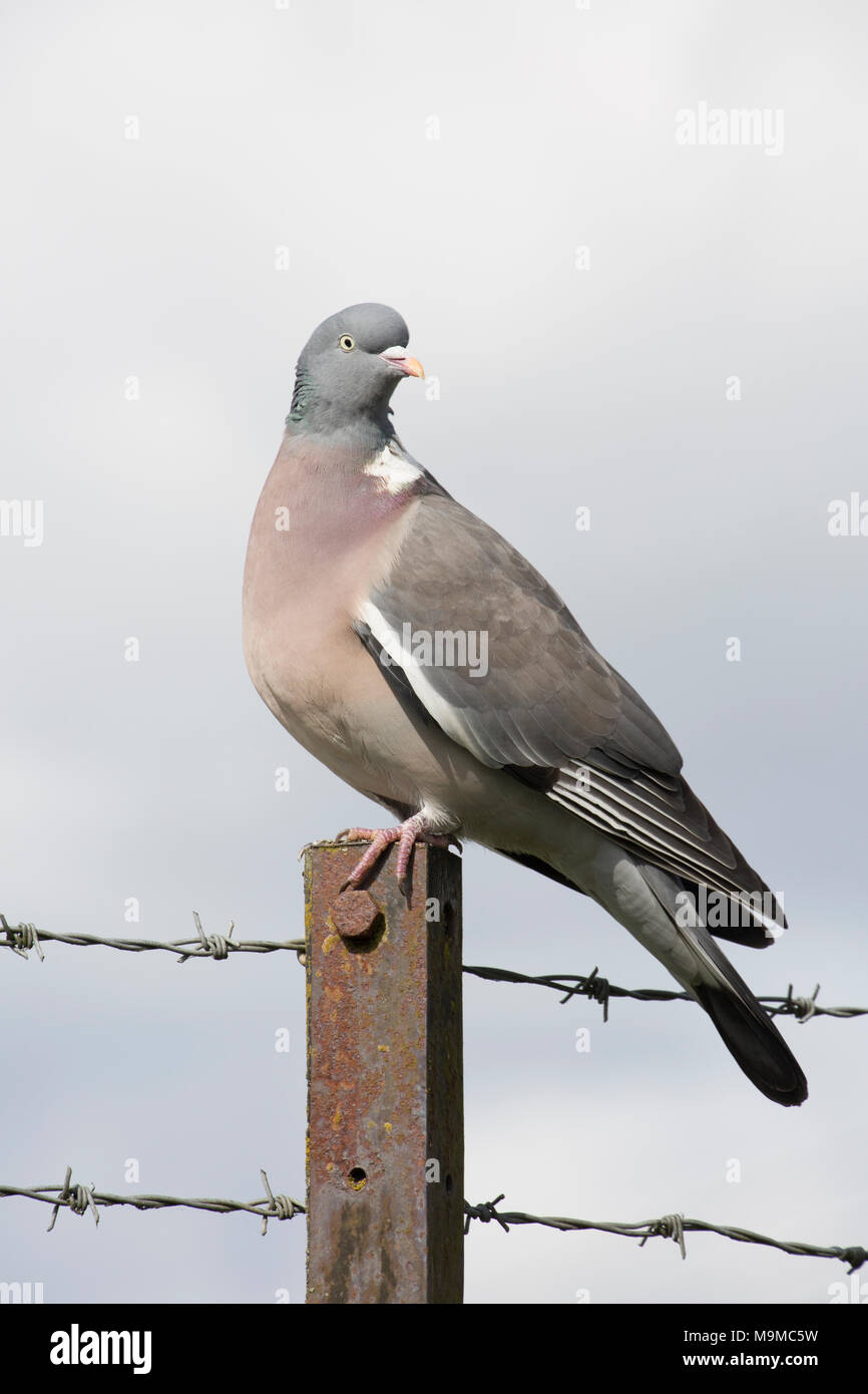 Un ramier, Columba palumbus, assis sur une clôture entre une zone urbaine et de terres agricoles, nord du Dorset England UK. Le ramier est un des mos Banque D'Images