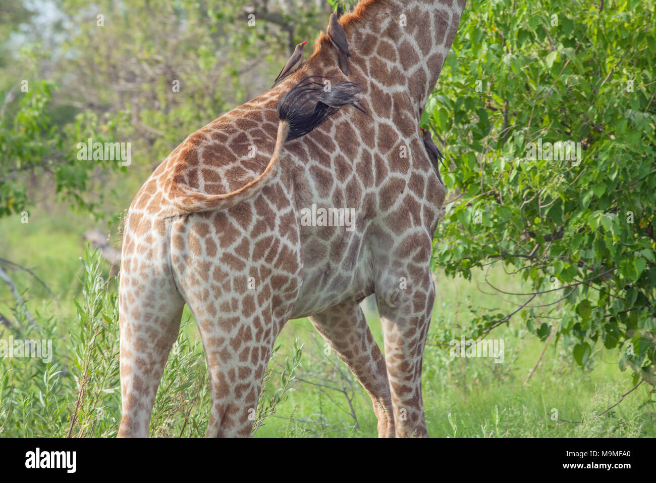 Girafe (Giraffa camelopardalis angolensis). Queue en action, effleurant à l'écart les mouches, causant des symbiotc, commensal, à bec rouge (Buphagus Oxpeckers erythorh​ Banque D'Images