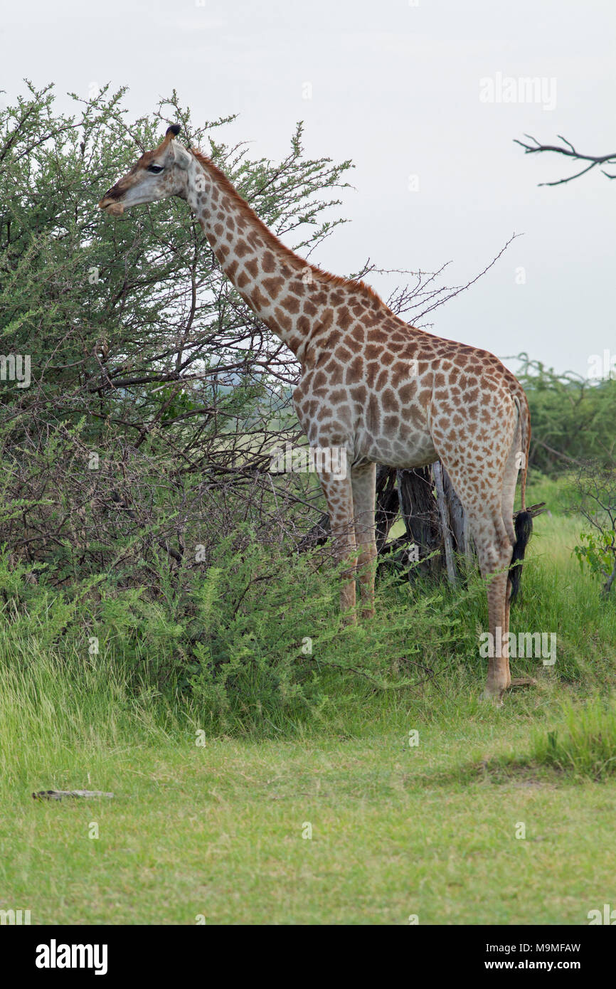 Girafe (Giraffa camelopardalis angolensis). Notez la forme, motif, de marquages manteau bas longueur de jambes, l'identification de cette sous-espèce. Des profils de navigation. Banque D'Images