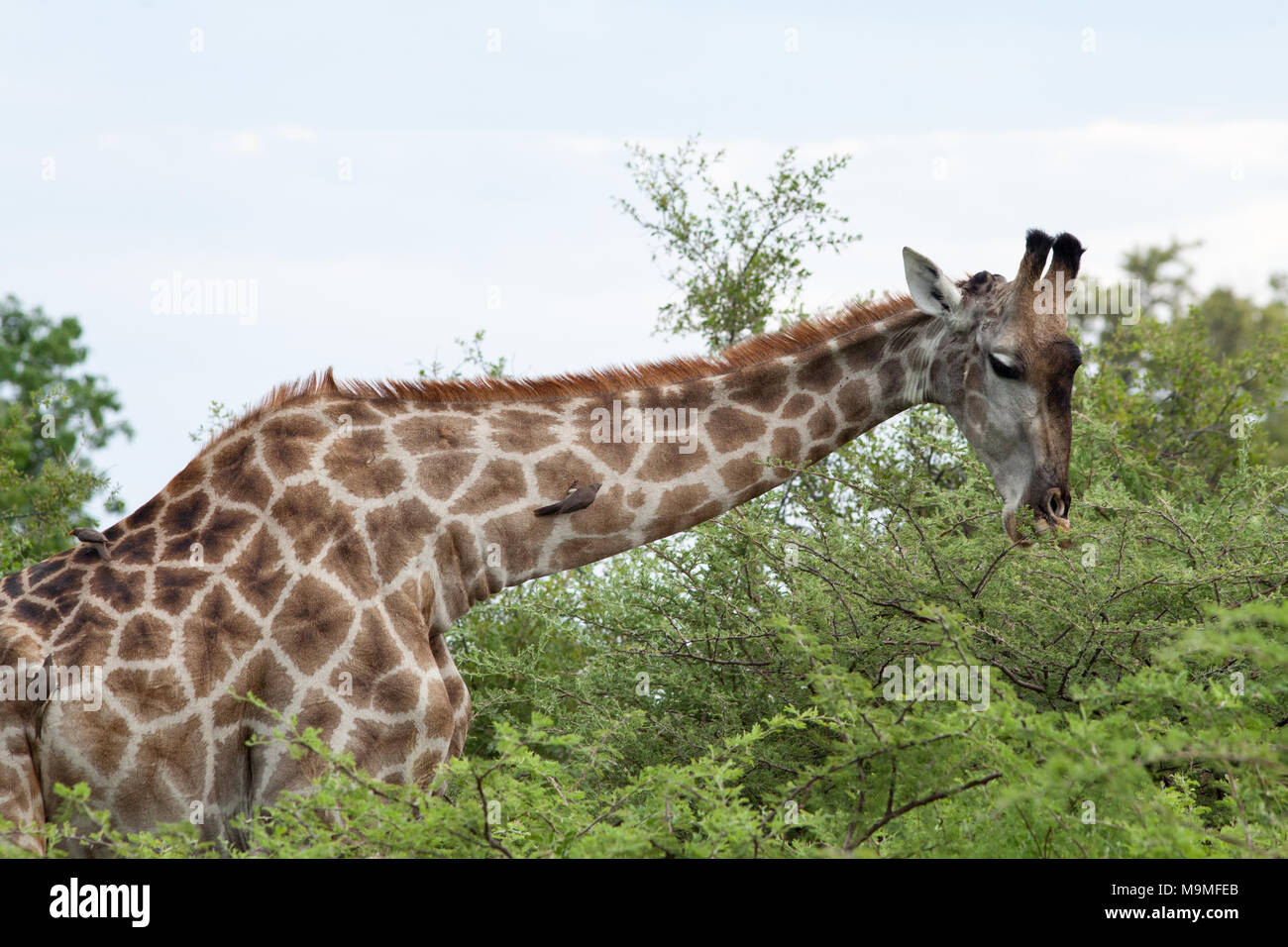 Girafe (Giraffa camelopardis). Browsing Acacia sp. feuillage, accompagné de Crave à bec rouge (Buphagus Oxpeckers erythorhynchus), perché sur le cou fr Banque D'Images