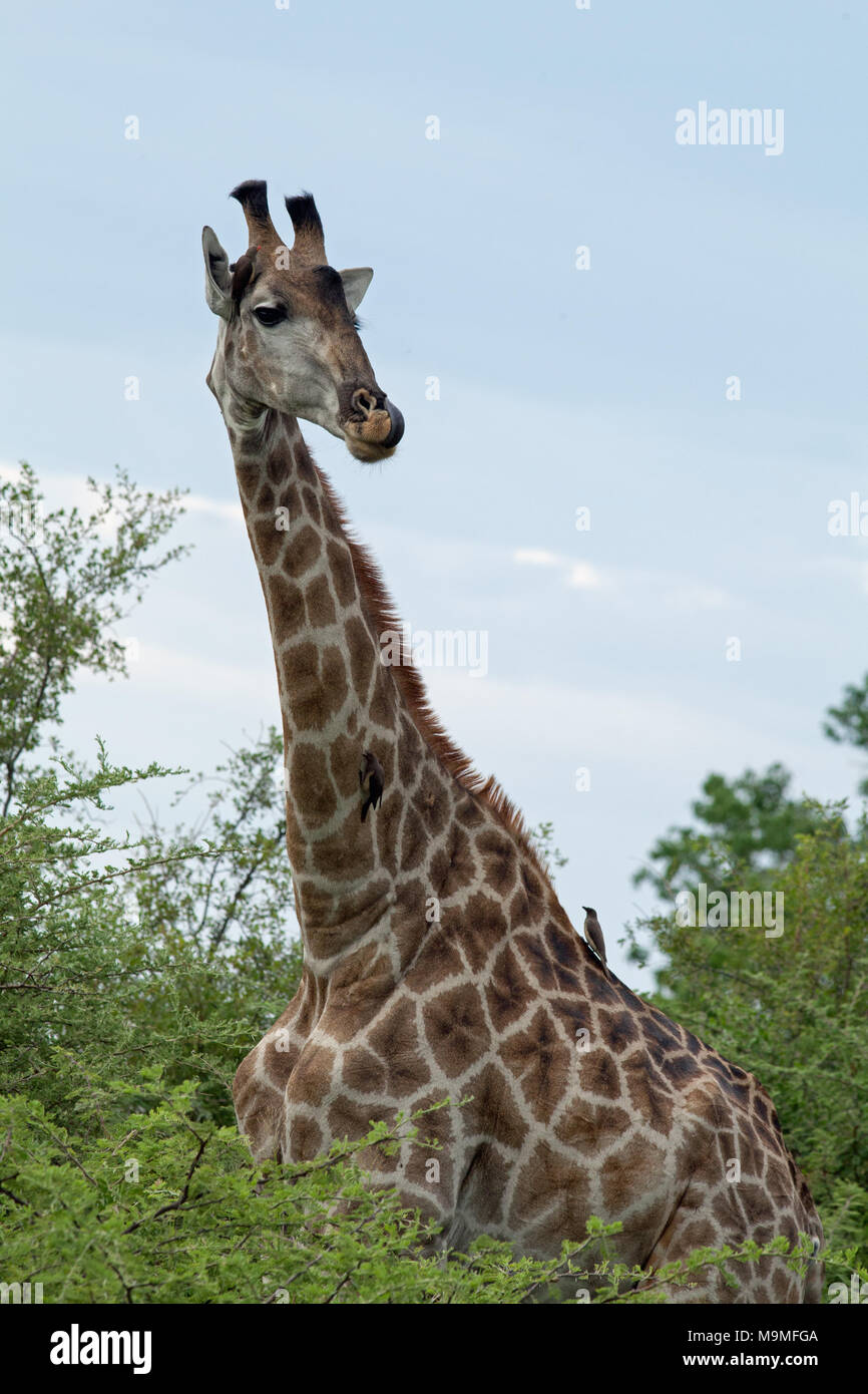 Girafe (Giraffa camelopardis) Comité permanent Acacia sp. feuillage, accompagné de Crave à bec rouge (Buphagus Oxpeckers erythorhynchus), perché sur le cou fr Banque D'Images