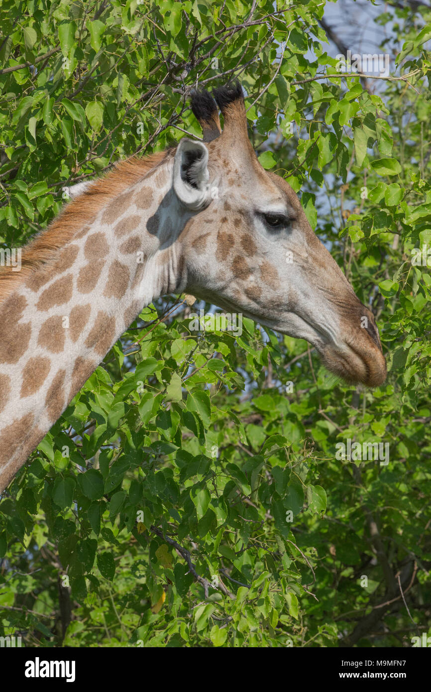 Girafe (Giraffa camelopardalis). Banque D'Images