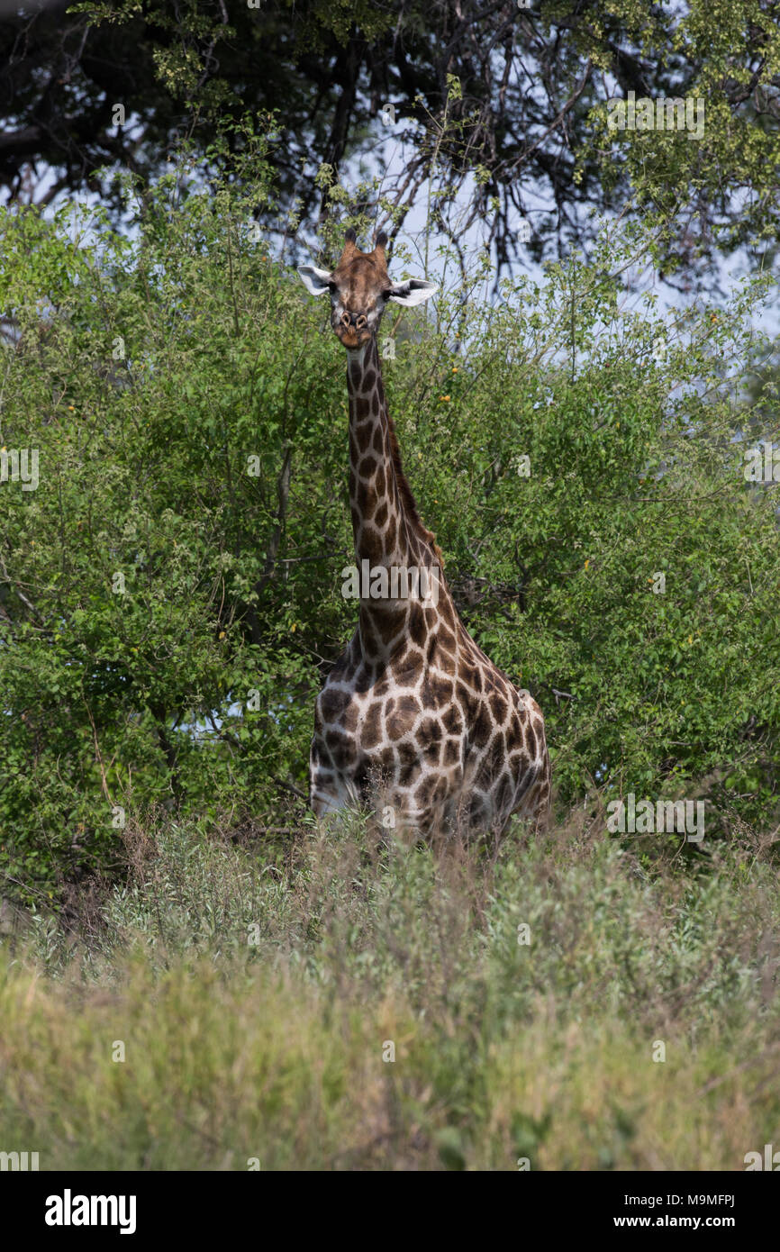 Girafe (Giraffa camelopardalis). Banque D'Images