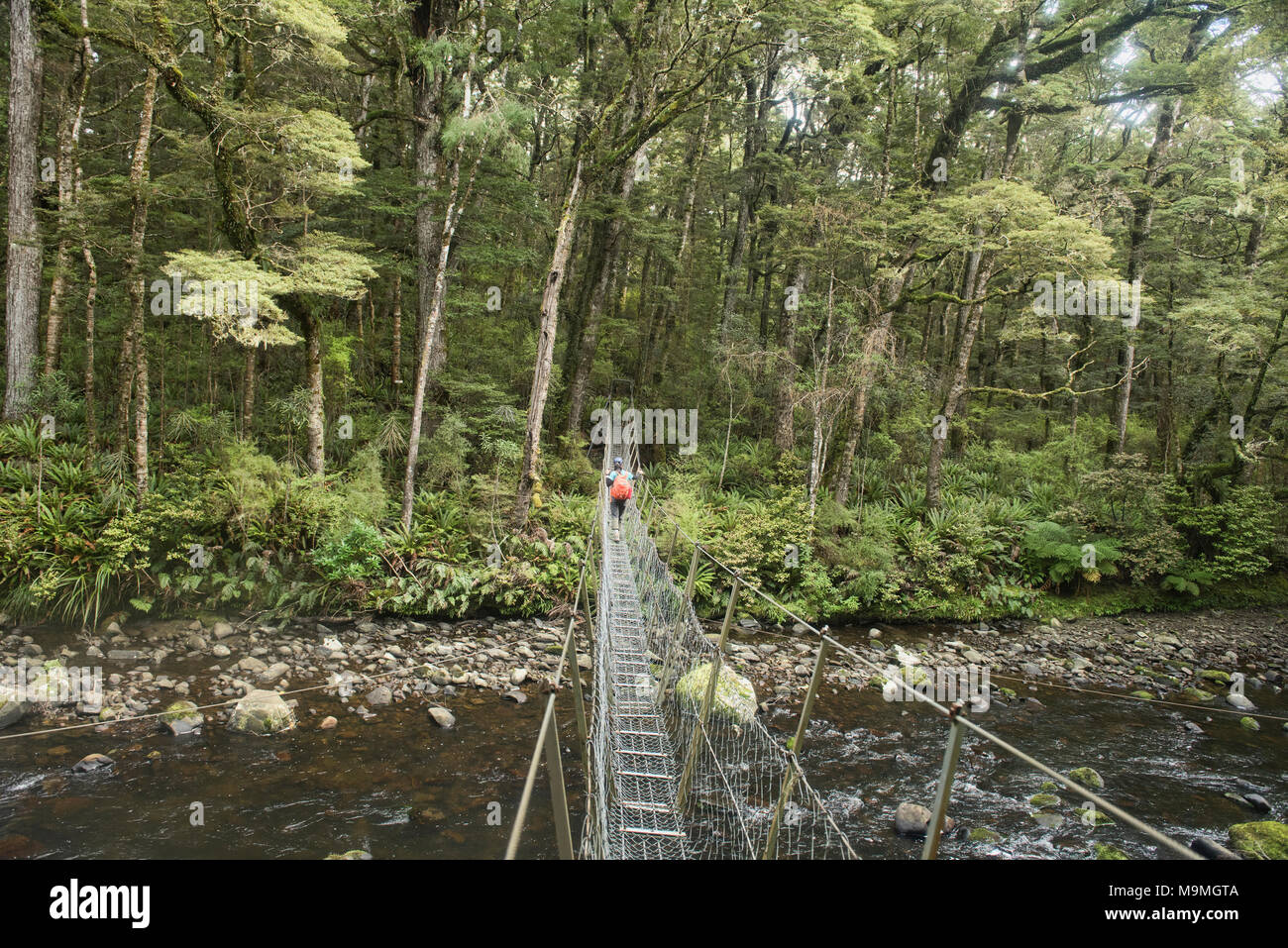 Traverser un pont de fil sur la piste de la rivière Catlins, Southland, Nouvelle-Zélande Banque D'Images