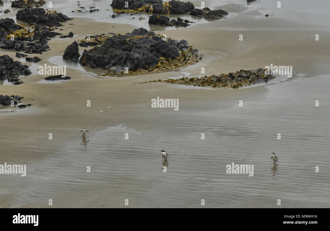 Groupe des pingouins aux yeux jaunes à venir à terre à Roaring Bay, le Southland, Catlins, Nouvelle-Zélande Banque D'Images