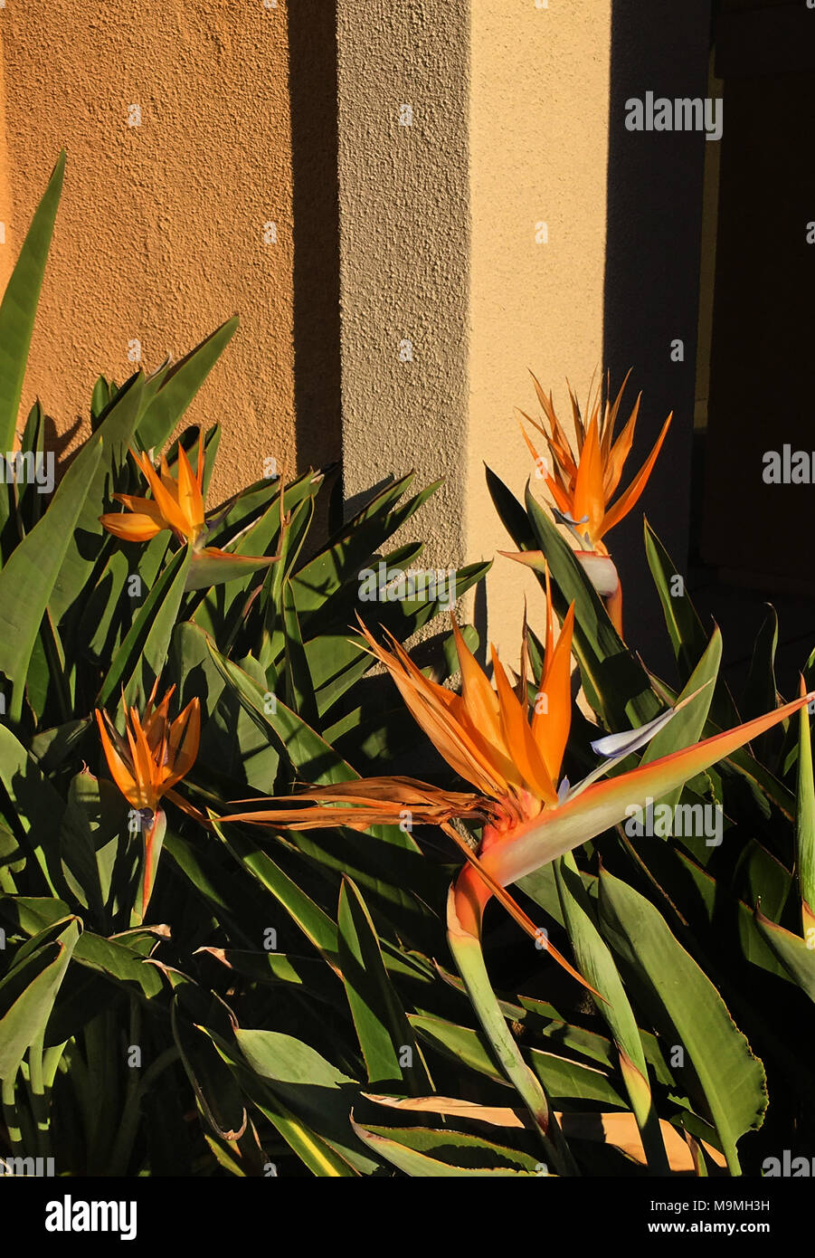 Belles fleurs orange de stelitzia Reginae savent aussi que la grue fleur ou oiseau du paradis de plus en plus dans une cour murée Banque D'Images