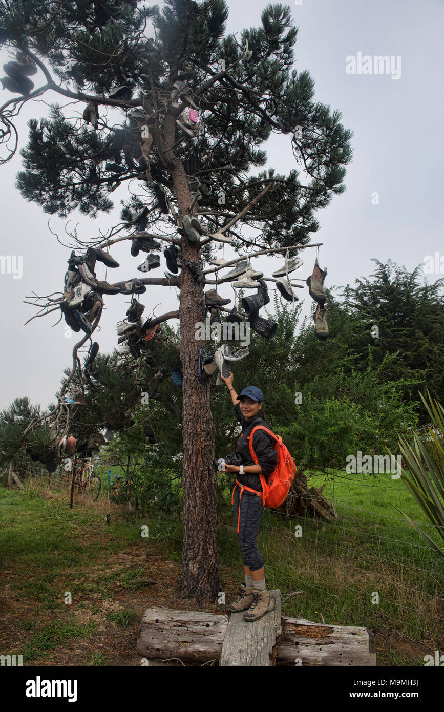 Vieilles chaussures arbre, Surat Bay, la Nouvelle-Zélande, Catlins Banque D'Images