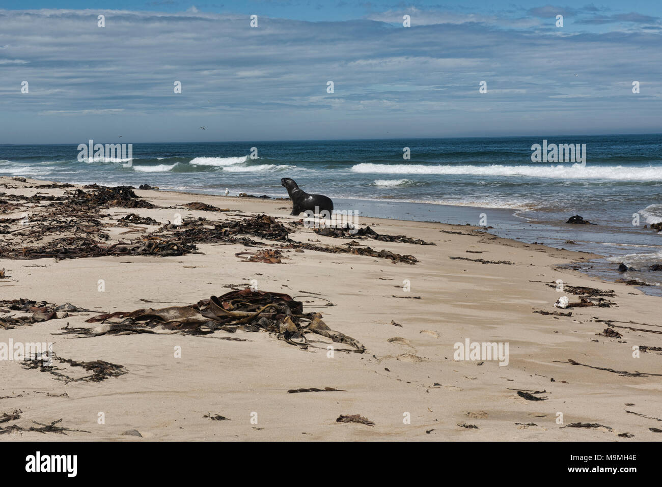 Lion de mer (Phocarctos hookeri) sur la plage, Waipapa Point, Nouvelle-Zélande, Catlins Banque D'Images