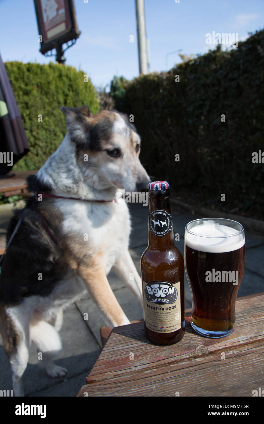 Border Collie Bleu Merle chien d'animal familier de la famille en se concentrant sur une bouteille de bière pour les chiens renifleurs bas Banque D'Images