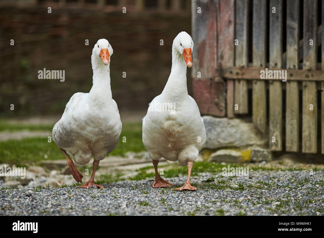 L'oie domestique. Deux adultes en face d'une marche stable. La Bavière, Allemagne. Banque D'Images