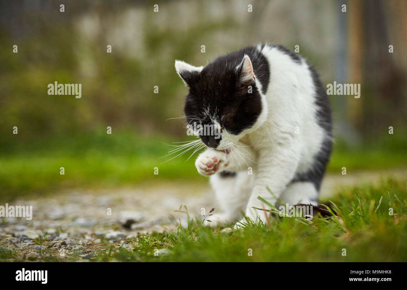 Chat domestique. Le noir et blanc des profils sur une ferme, le toilettage lui-même. L'Allemagne. Banque D'Images