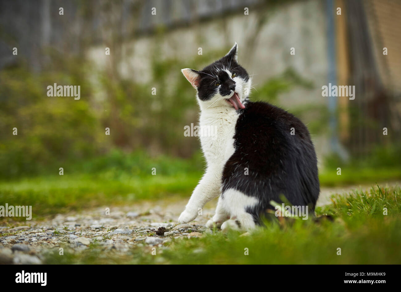 Chat domestique. Le noir et blanc des profils sur une ferme, le toilettage lui-même. L'Allemagne. Banque D'Images