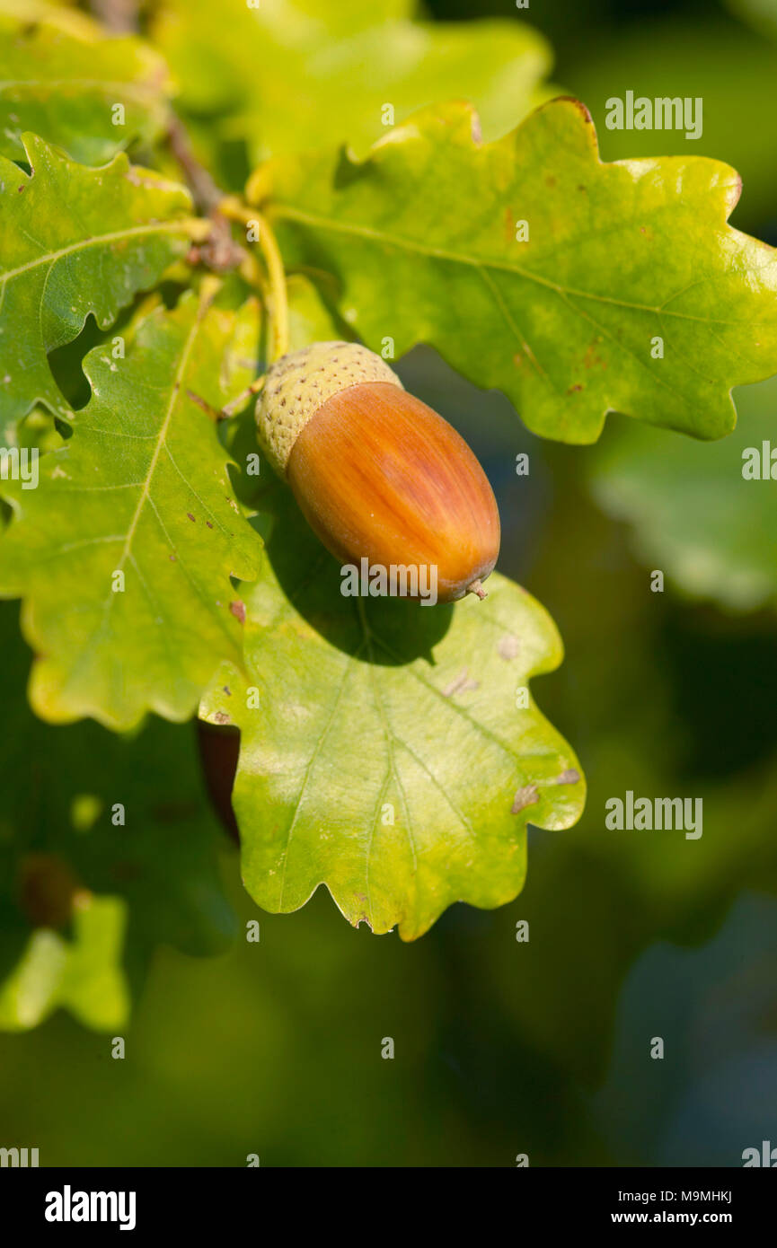 Le chêne commun, le chêne pédonculé (Quercus robur). Le maïs mûr sur une branche. Allemagne Banque D'Images