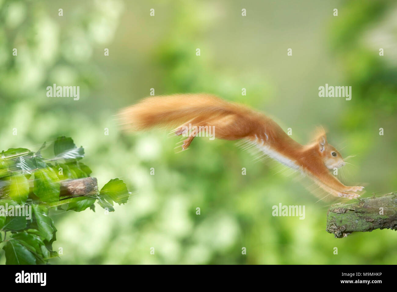 L'Écureuil roux (Sciurus vulgaris) sautant d'une branche à l'autre. Allemagne Banque D'Images