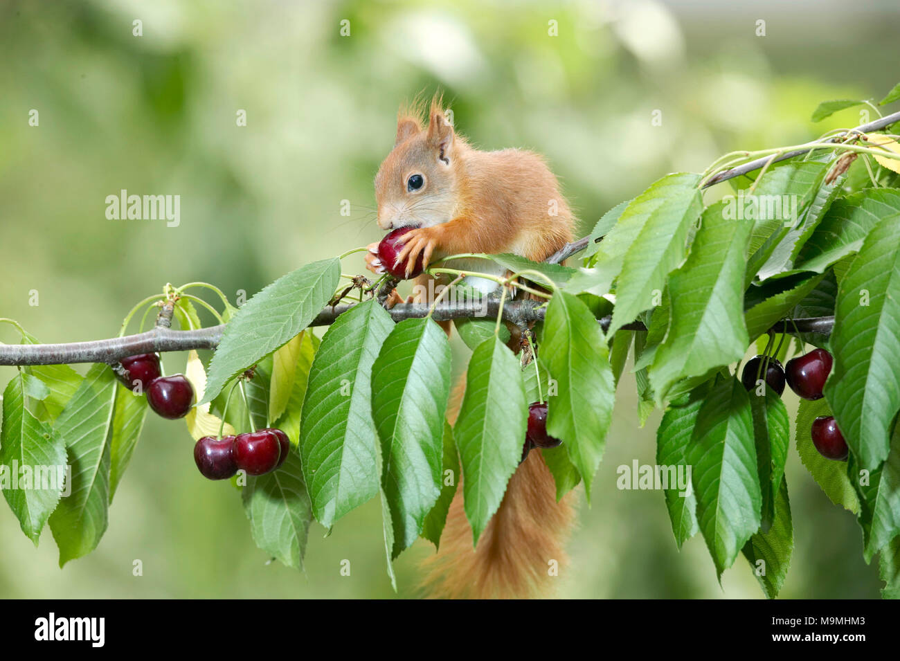 L'Écureuil roux (Sciurus vulgaris). Adulte commandant une cerise dans un cerisier. Allemagne Banque D'Images