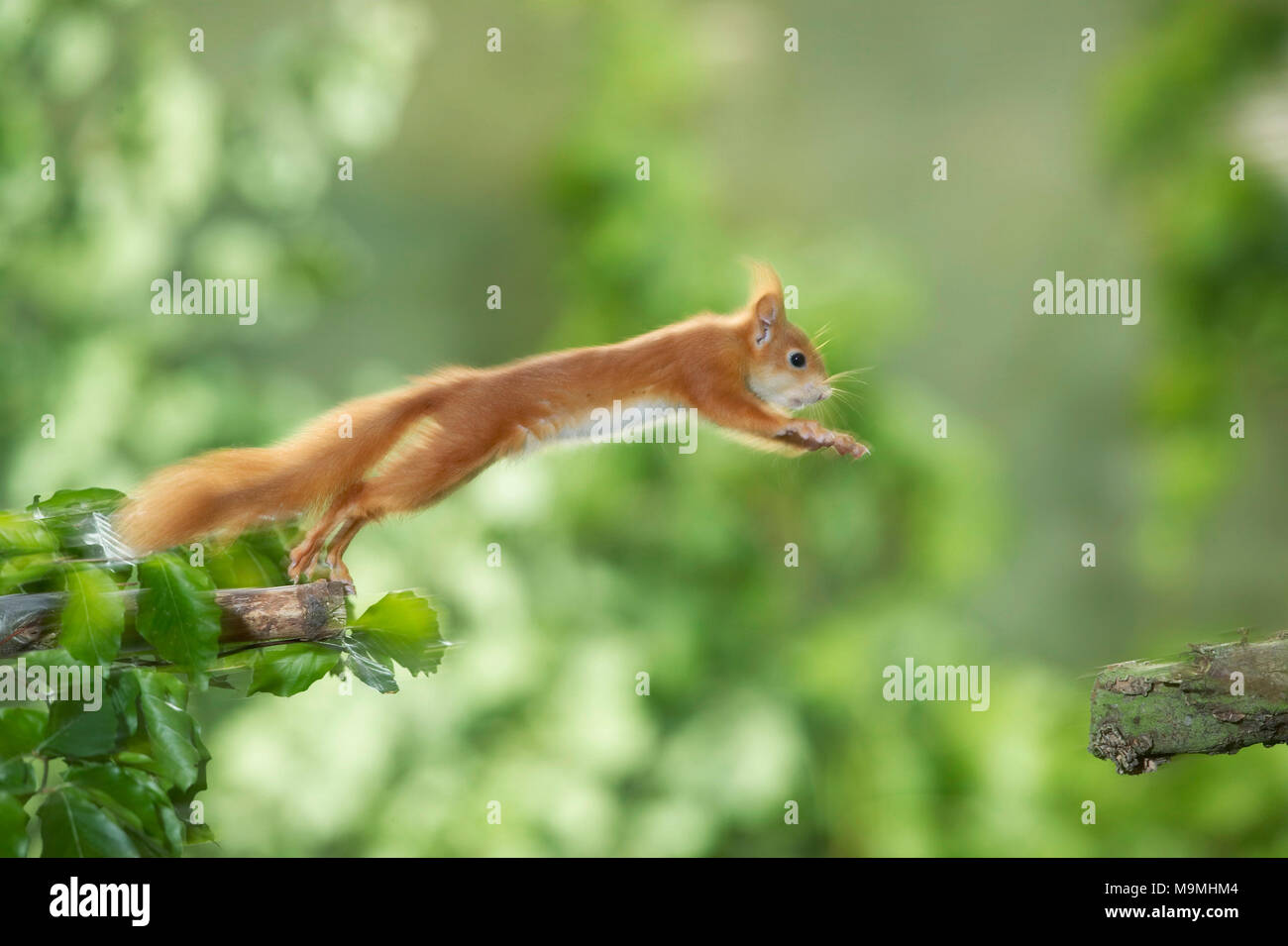 L'Écureuil roux (Sciurus vulgaris) sautant d'une branche à l'autre. Allemagne Banque D'Images