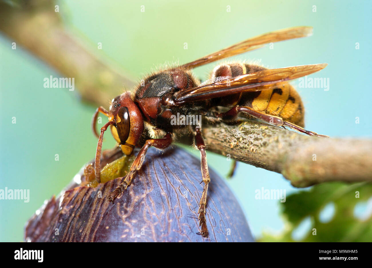 Frelon européen, Brown Hornet (Vespa crabro) manger une prune. Allemagne Banque D'Images