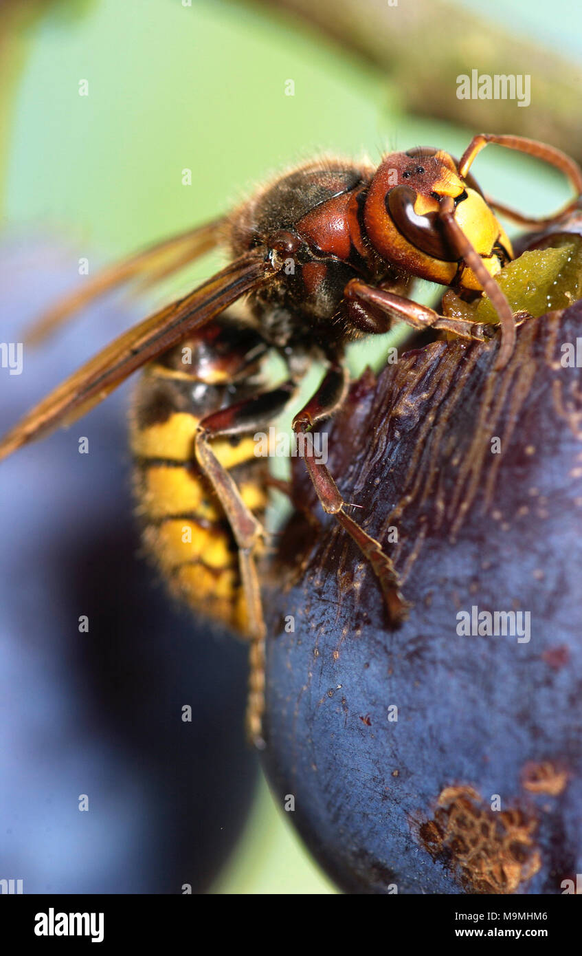 Frelon européen, Brown Hornet (Vespa crabro) manger une prune. Allemagne Banque D'Images