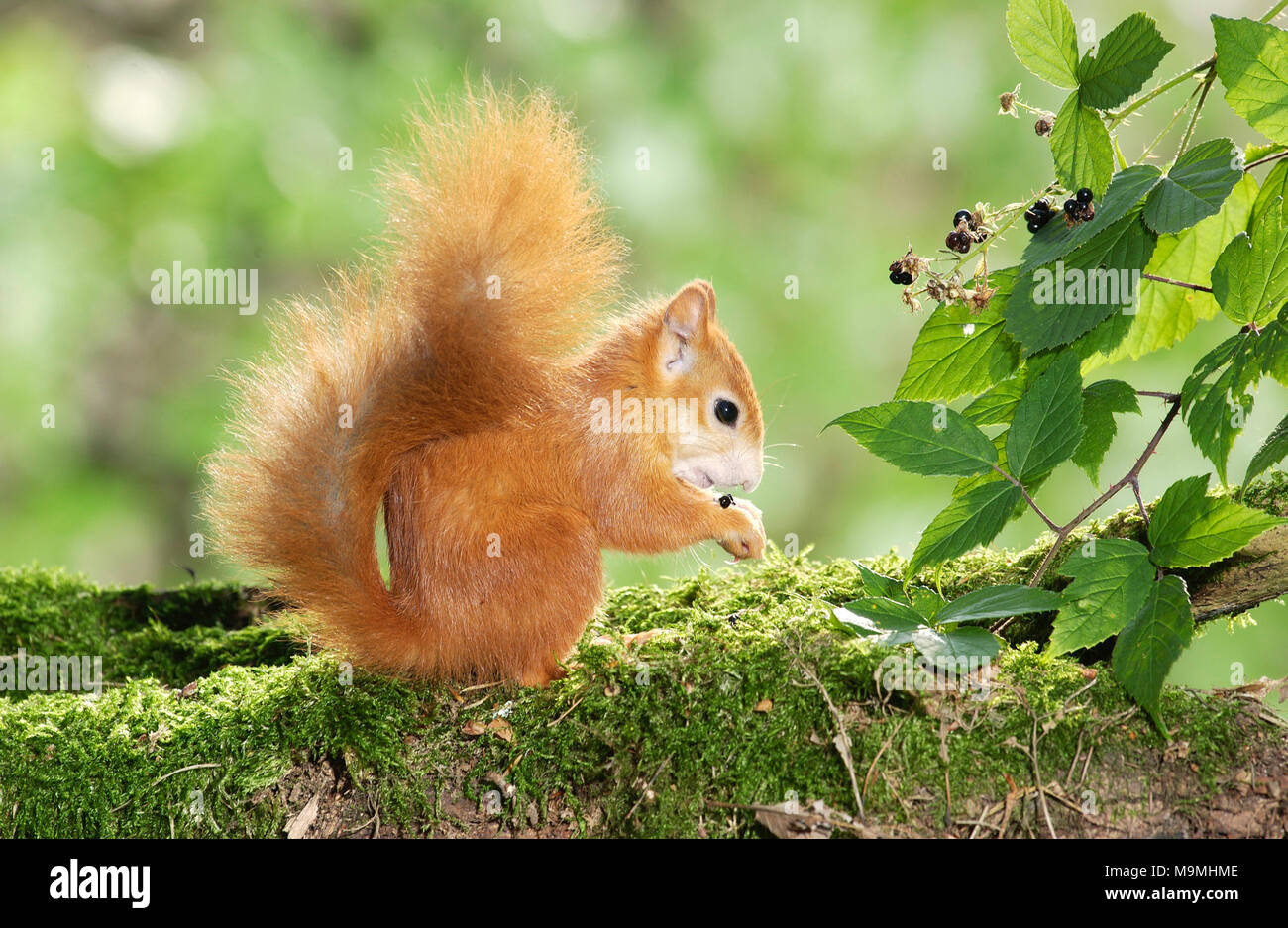 L'Écureuil roux (Sciurus vulgaris). Les jeunes mangeant une ronce. Allemagne Banque D'Images