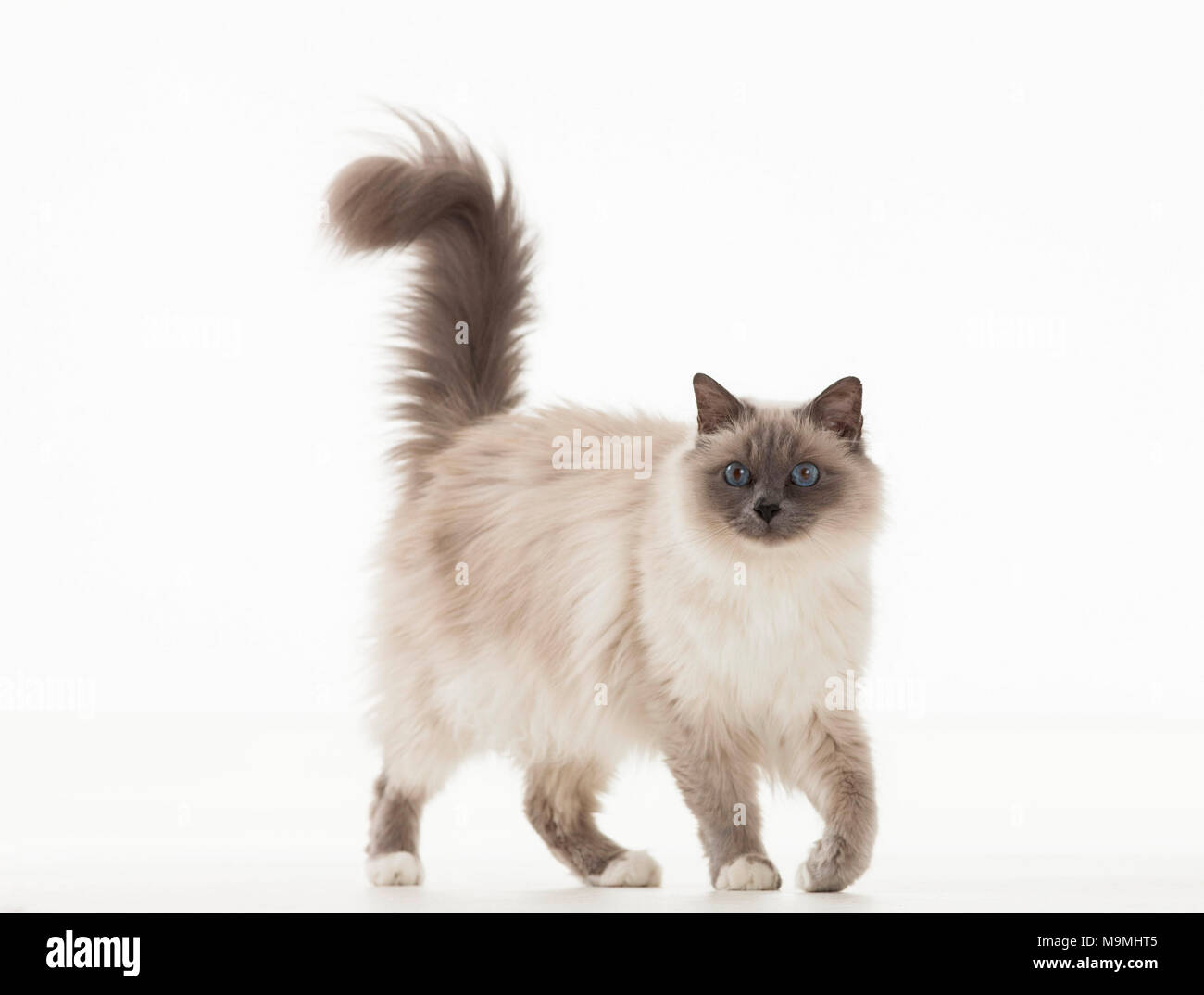 Chat Sacre De Birmanie Quelques Adultes Studio Photo Sur Un Fond Blanc Allemagne Photo Stock Alamy