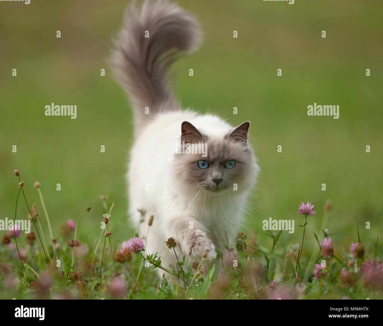 Animal Sacre Banque D Image Et Photos Alamy