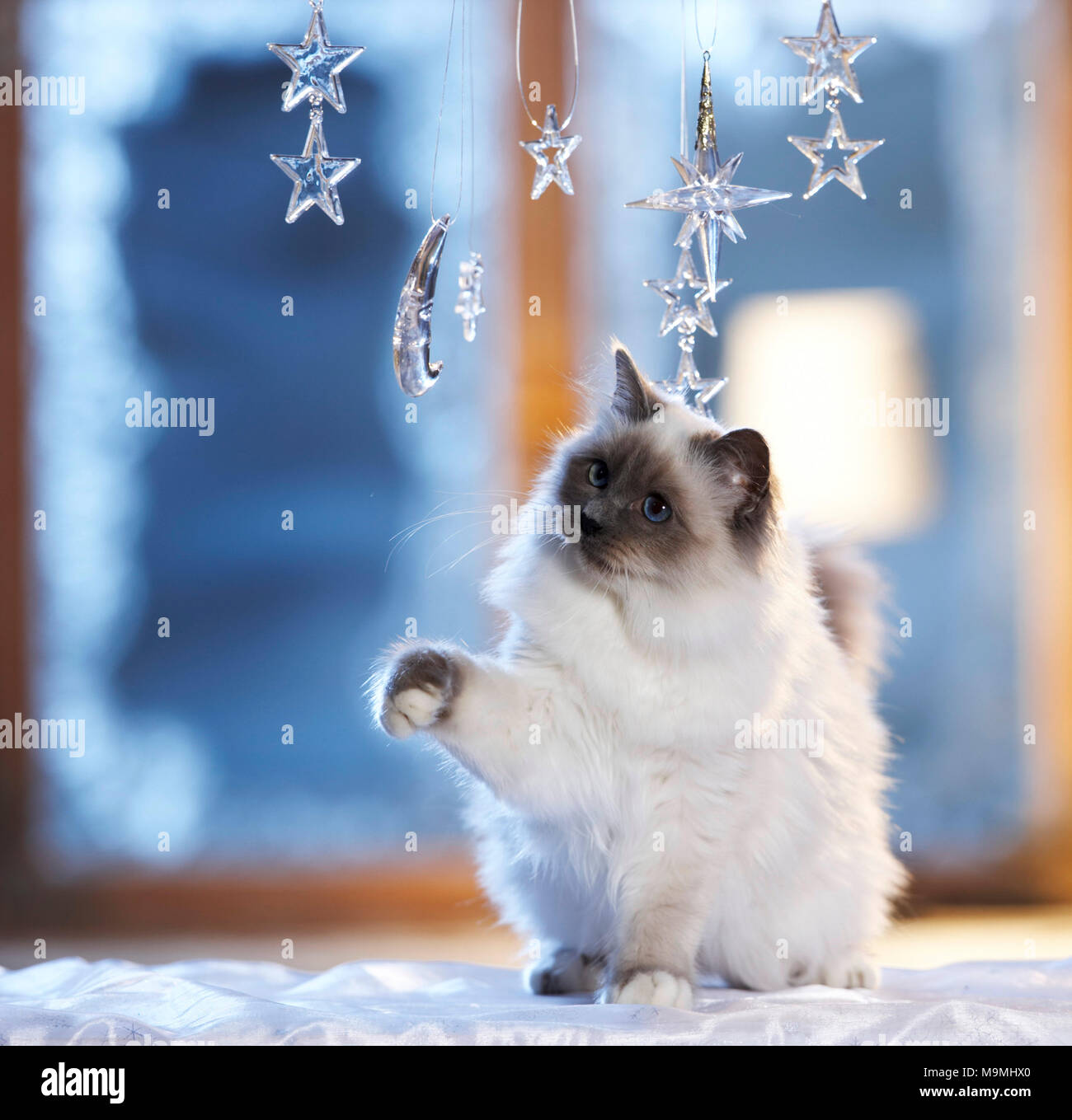 Noël : chat sacré de Birmanie à jouer avec la lune et les étoiles en verre fenêtre décorée dans une ambiance festive. Allemagne Banque D'Images