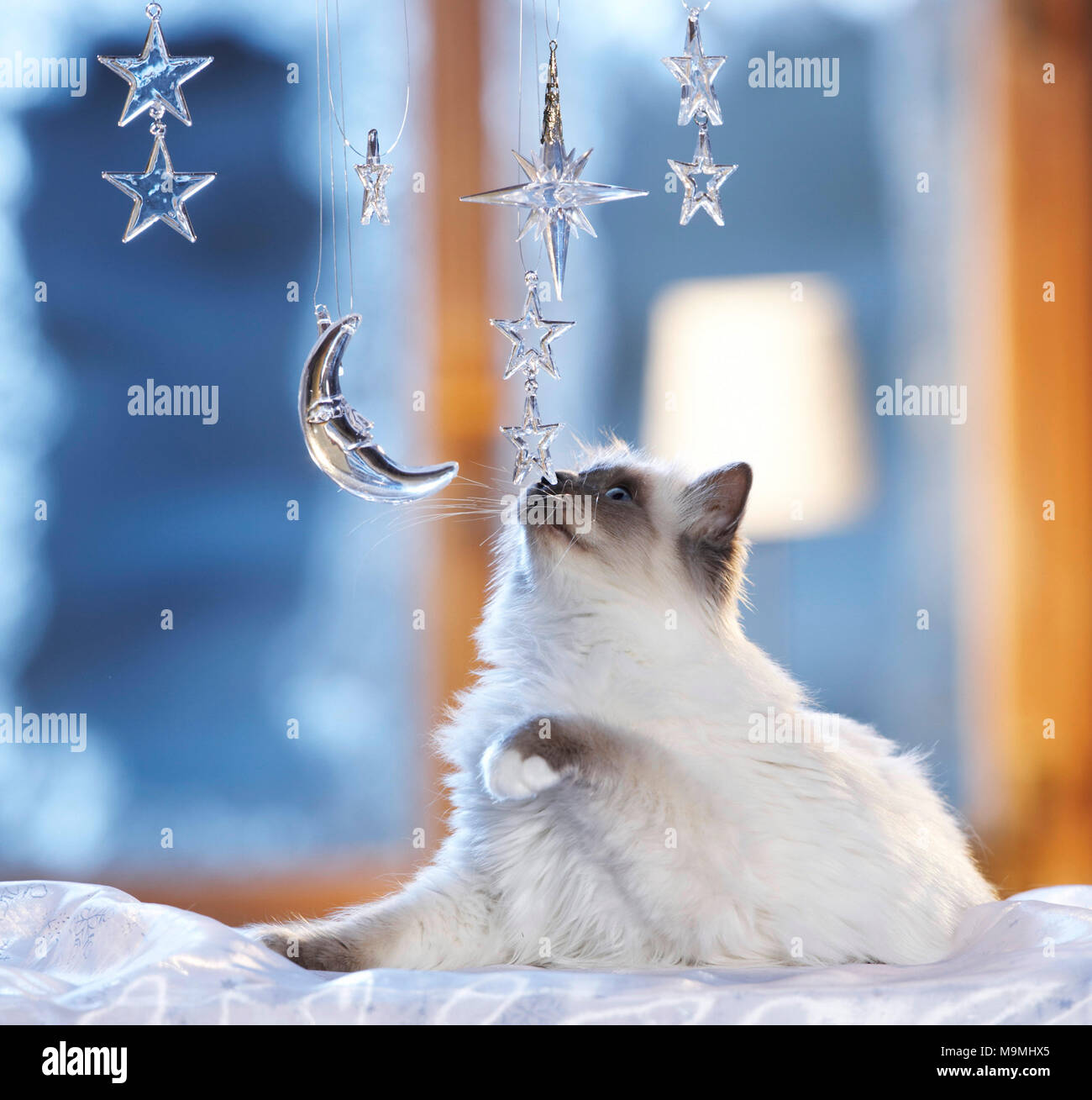 Noël : chat sacré de Birmanie à jouer avec la lune et les étoiles en verre fenêtre décorée dans une ambiance festive. Allemagne Banque D'Images
