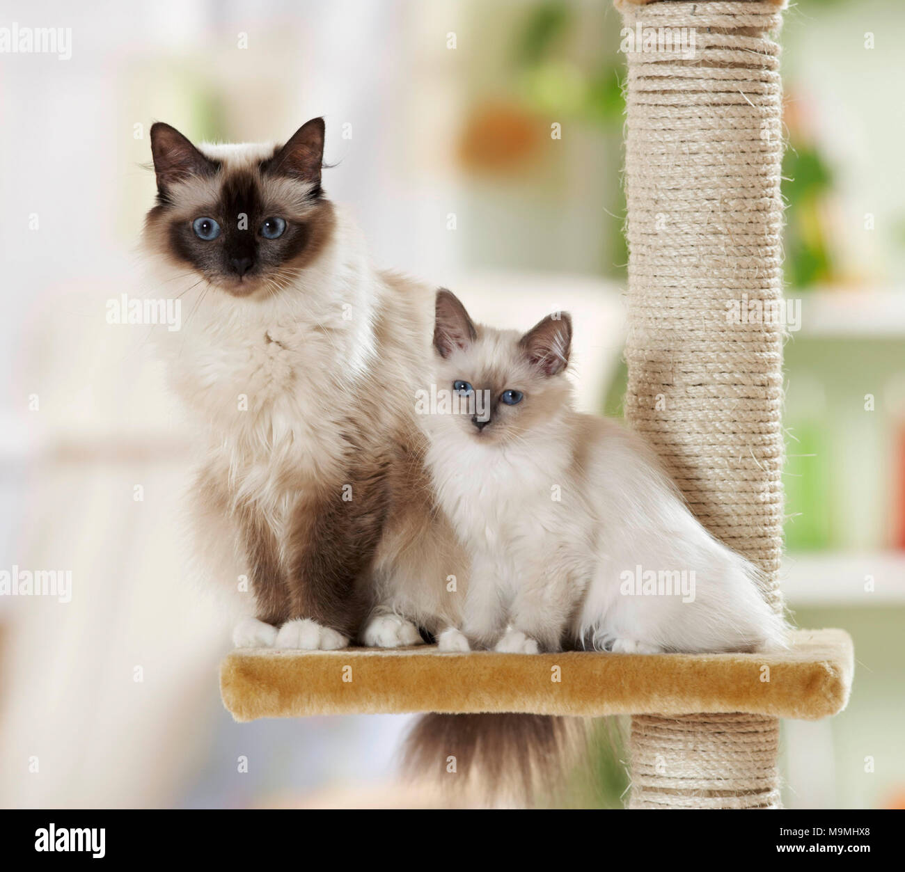 Chat Sacré de Birmanie. Mère avec chaton assis sur un poteau de éraflure. Allemagne Banque D'Images