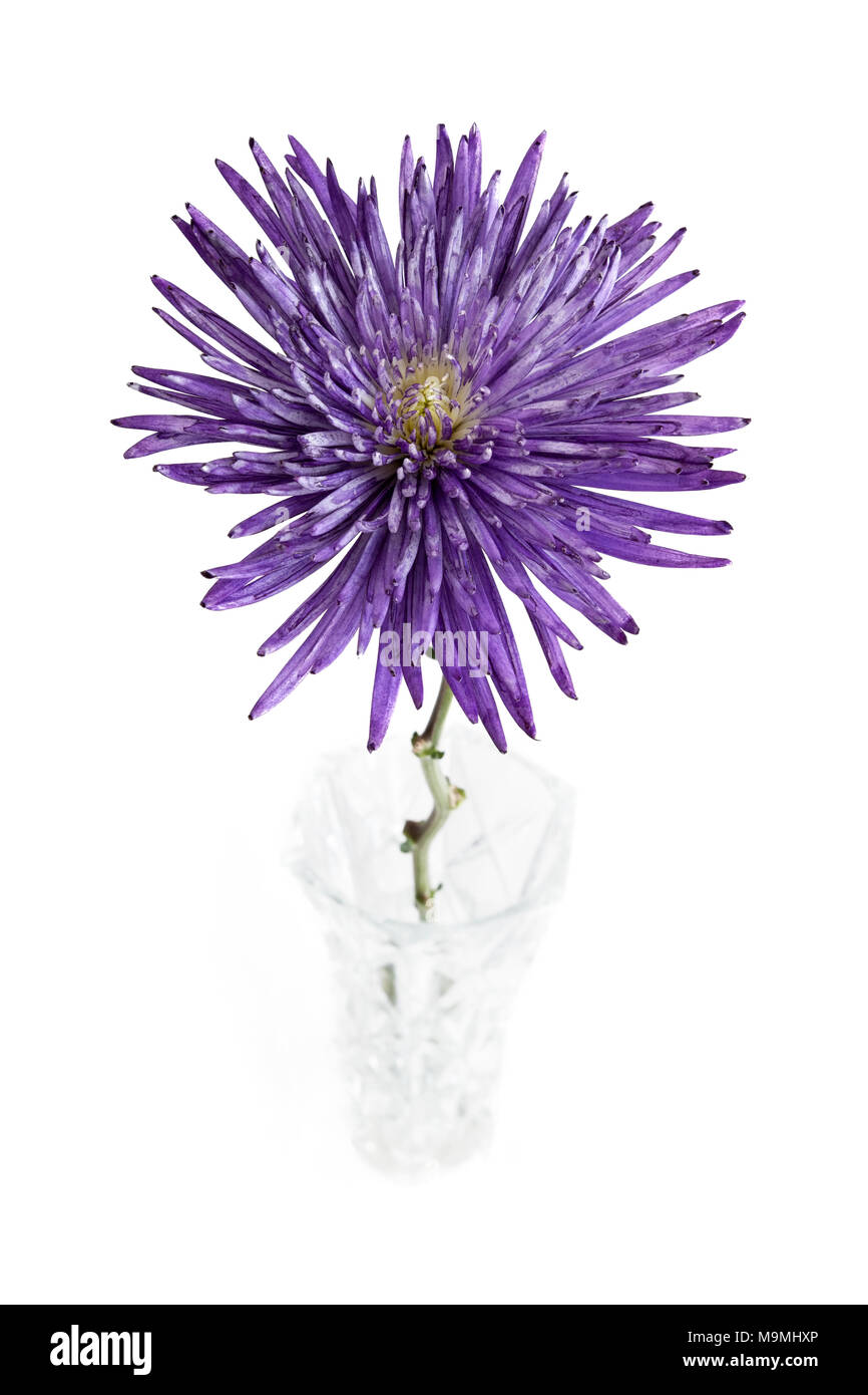 Callistephus chinensis 'Starlight' dans un vase bleu sur fond blanc. Banque D'Images